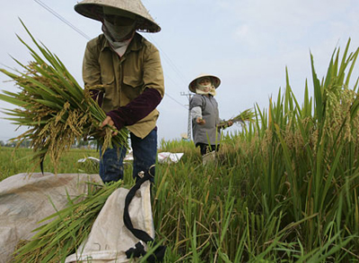 Thương nhân Trung Quốc ồ ạt mua lúa gạo Việt Nam
